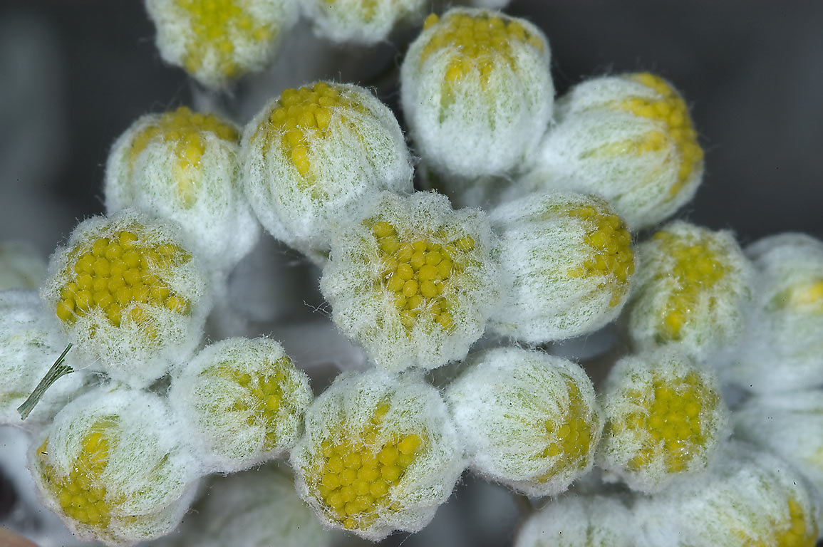 معرفی و راهنمای پرورش گیاهان زینتی فضای باز - برگ نقره ای